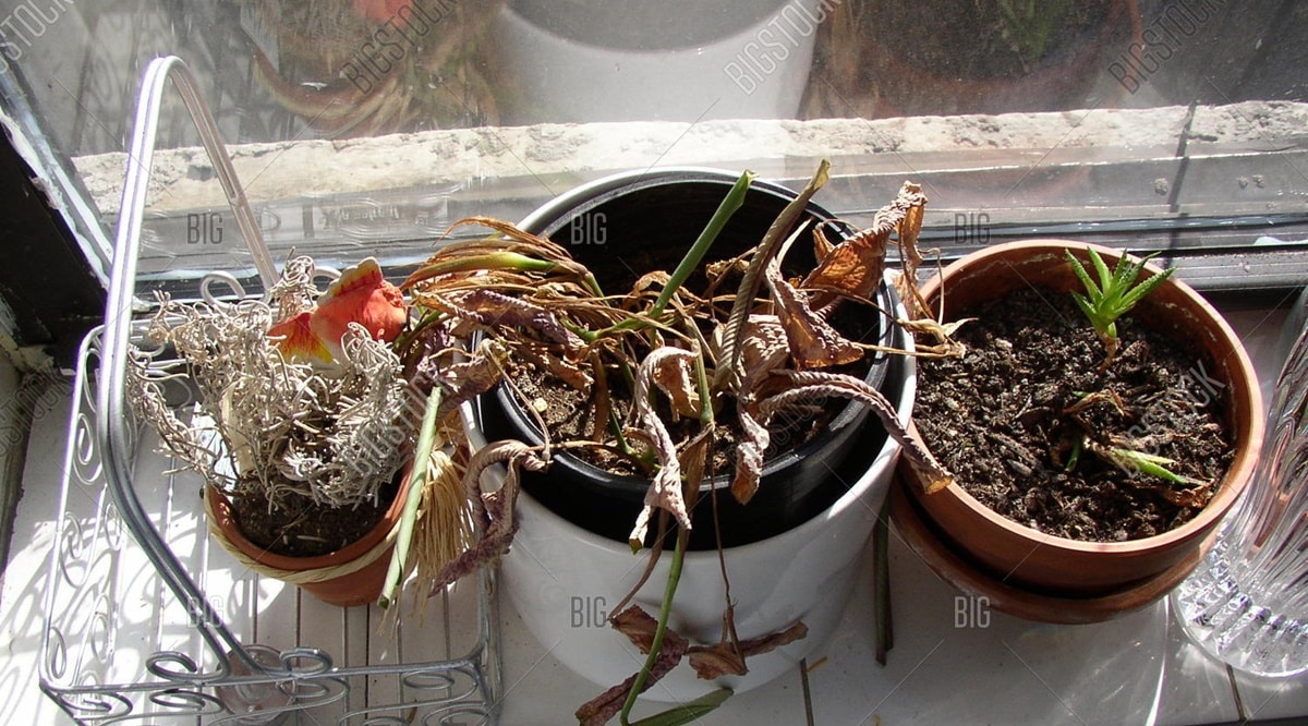 Plantas não sobrevivem na sua casa? Temos a solução (Foto: Reprodução/ GettyImages)