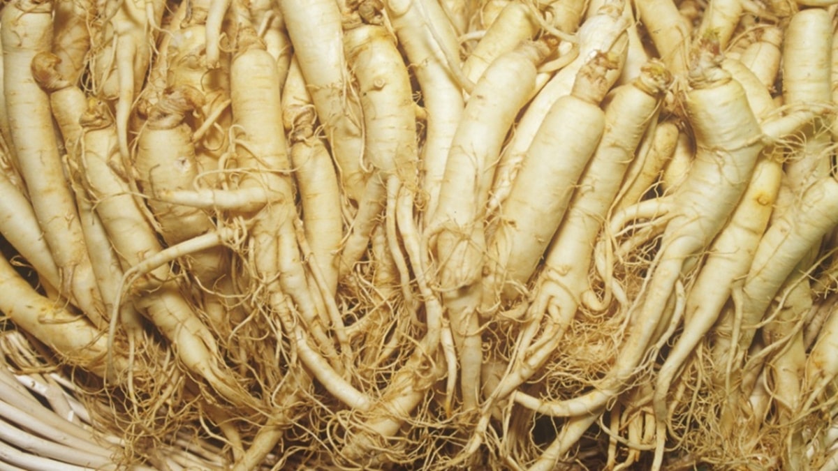 Planta medicinal de Ginseng traz benefícios a saúde e contém riscos (Foto: Reprodução/ Internet)