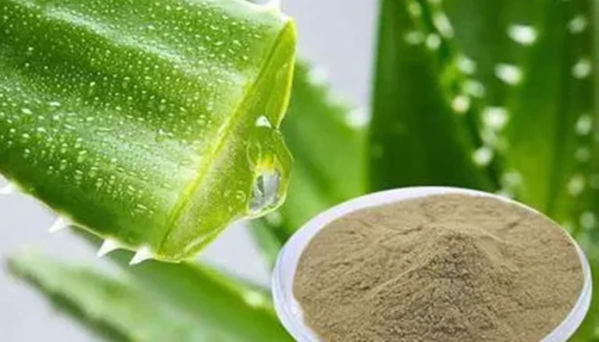 Pó de aloe vera é máscara capilar reparadora de fios (Fotos: Reprodução/ Freepik/ Montagem)